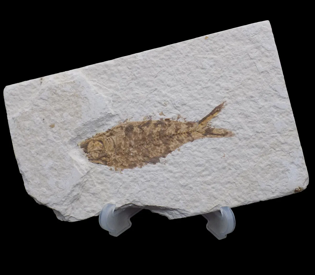 Diplomystus