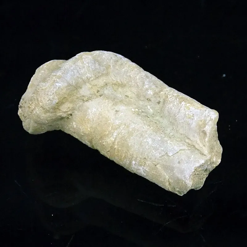 Fossil Worm Tubes