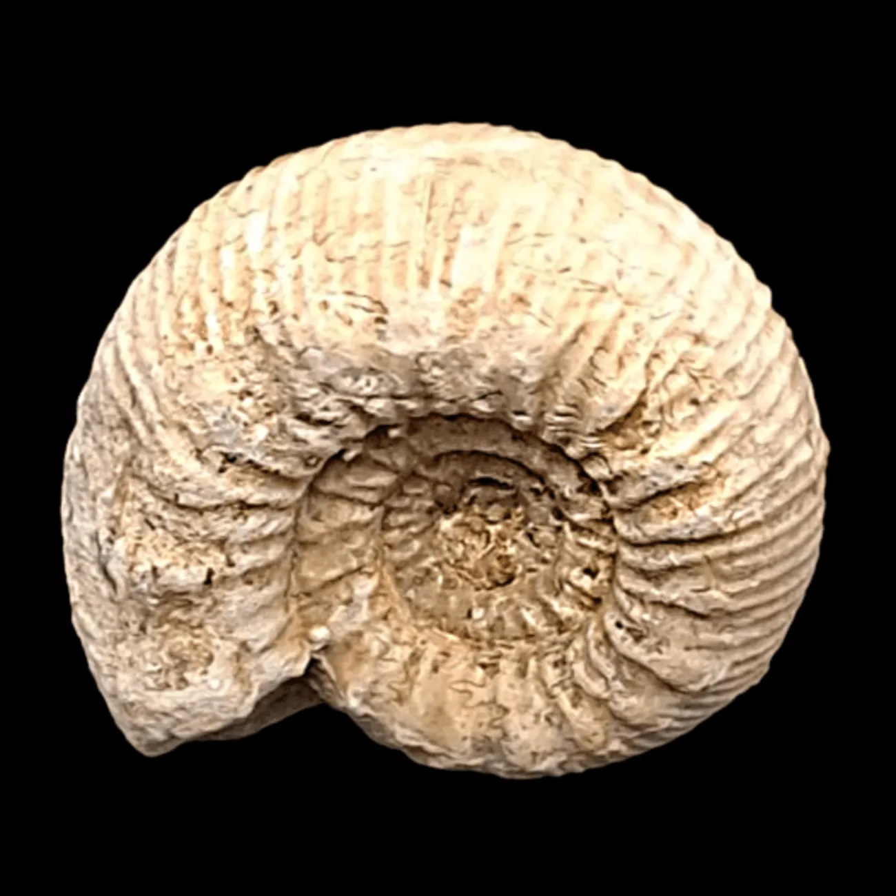 Grammoceras sp - Somerset