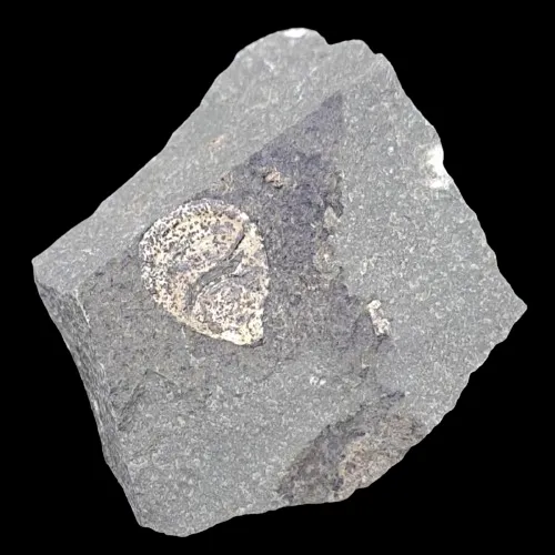 Lingulella davisii