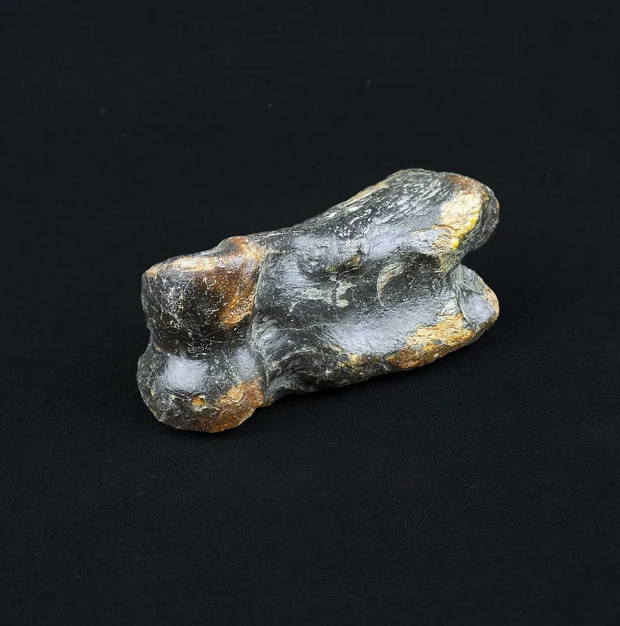 Auroch Ankle Bone
