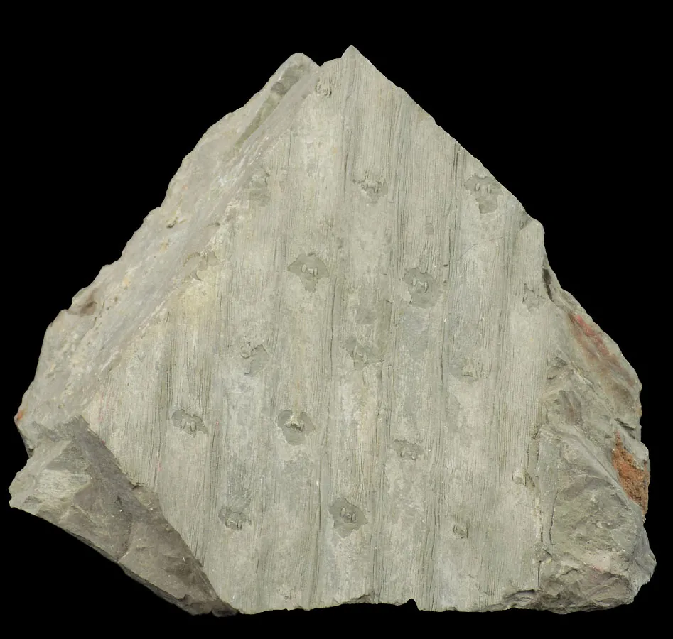Sigillaria rugosa