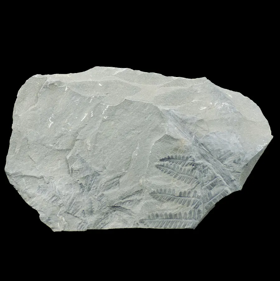 Pecopteris Sp.