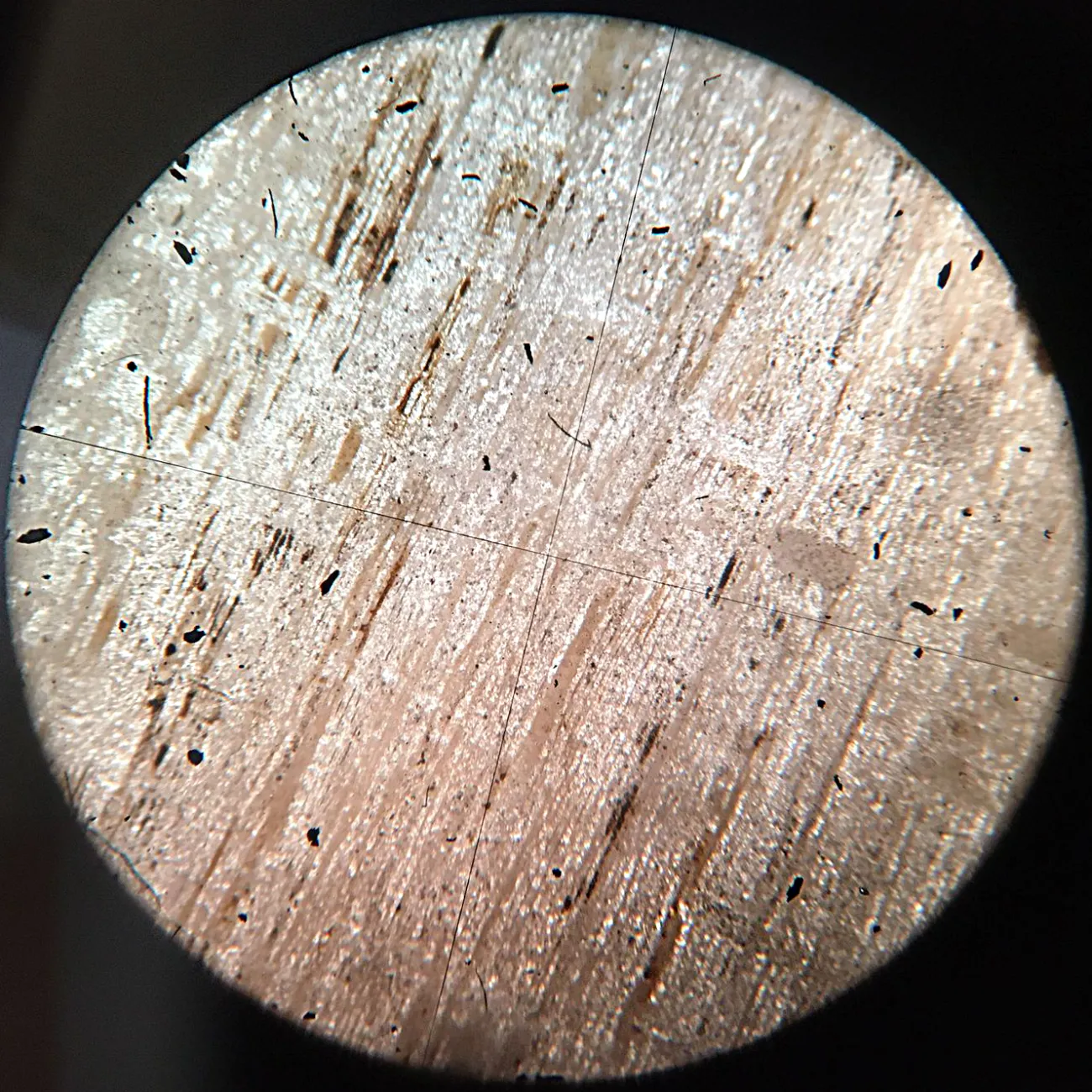 Fossil Wood Slide