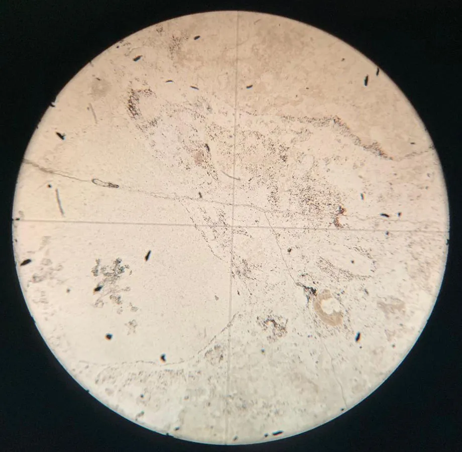 Limestone Breccia Slide