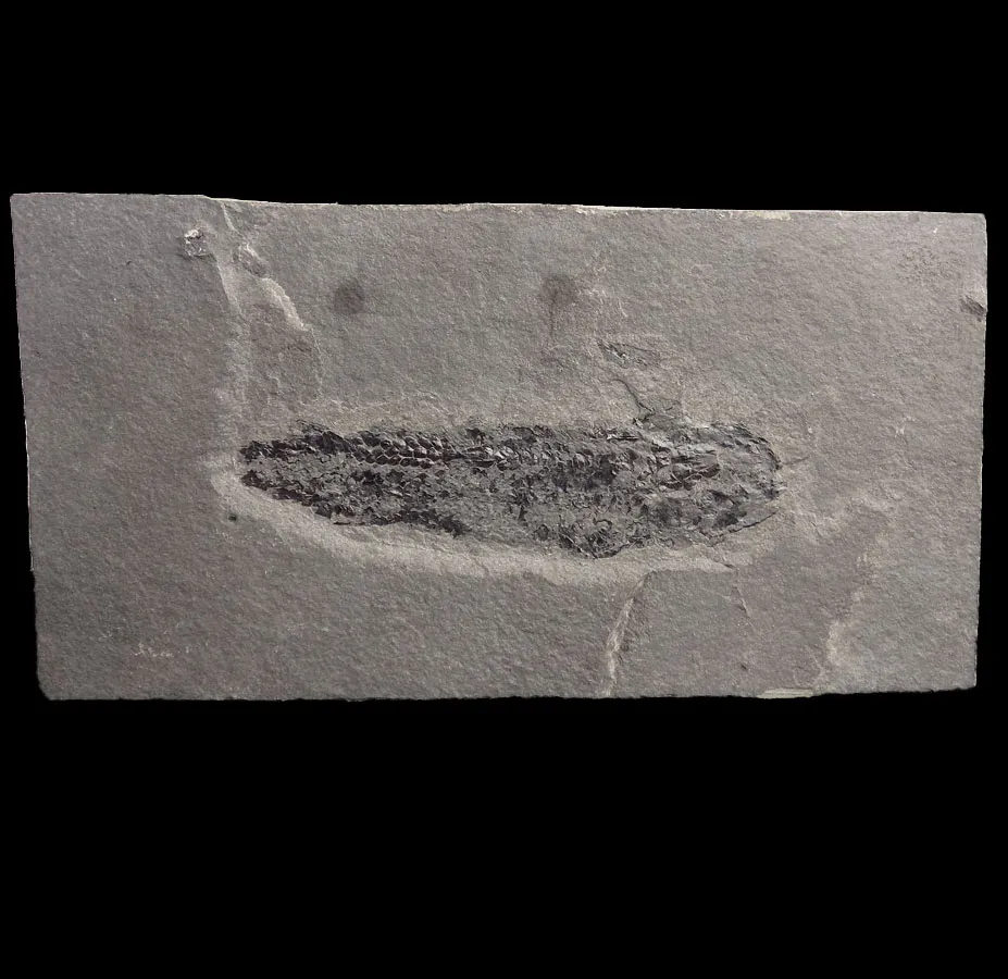 Osteolepis macrolepidotus Display Piece - 1