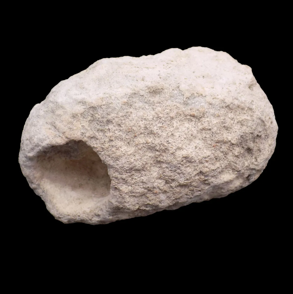 Leptopius Weevil Cacoon
