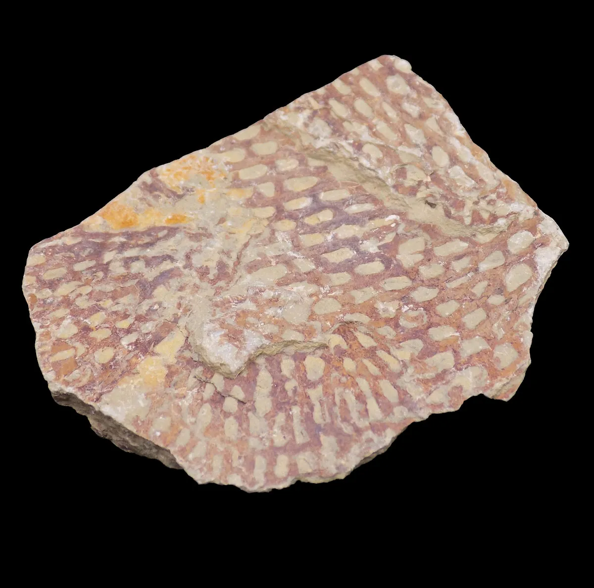 Araneograptus murrayi