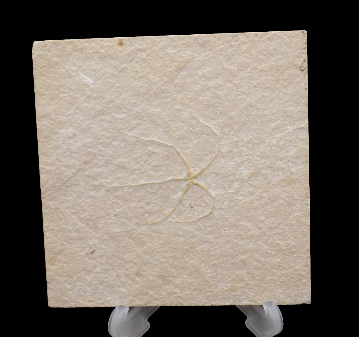 Geocoma libanotica Brittle Star