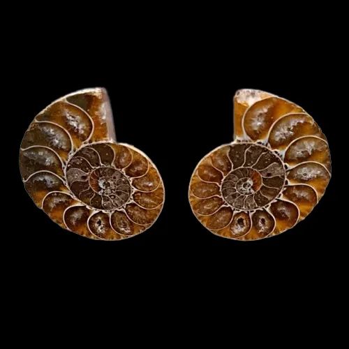 Ammonite Pairs - Cut and Polished