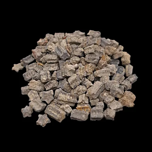 Star Crinoid Stems (50g)