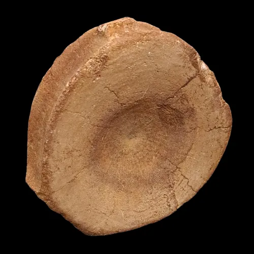 Ichthyosaur Vertebrae Display Piece - 1