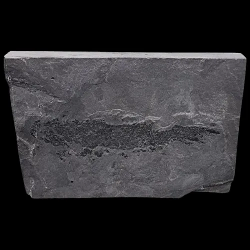 Osteolepis macrolepidotus Display Piece - 2