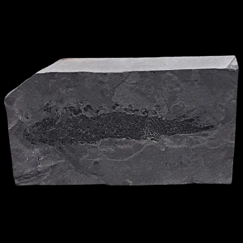 Osteolepis macrolepidotus Display Piece - 3