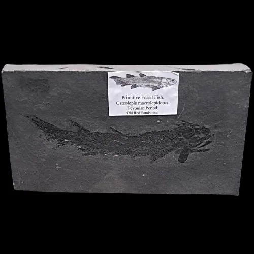 Osteolepis macrolepidotus Display Piece - 4