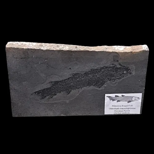 Osteolepis macrolepidotus Display Piece - 5