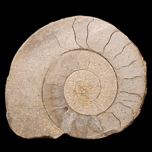 Dactylioceras sp. (Cut and Polished) - Somerset