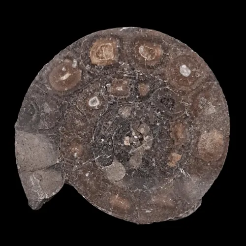 Dactylioceras sp. (Cut and Polished) - Whitby