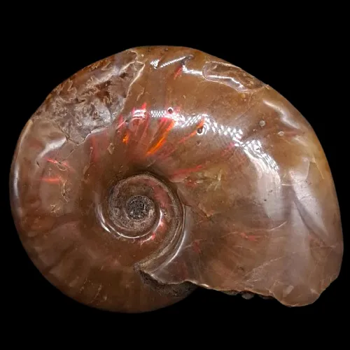 Cleoniceras (Polished) - Madagascar