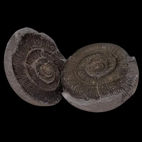 Dactylioceras commune - Positive and Negative Display Piece - 1