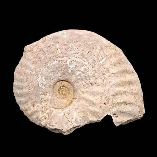 Ochetoceras sp. - France