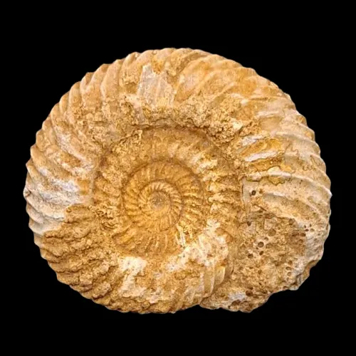 Parkinsonia sp. - France