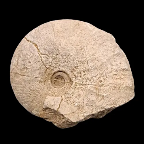 Taramelliceras sp. - France