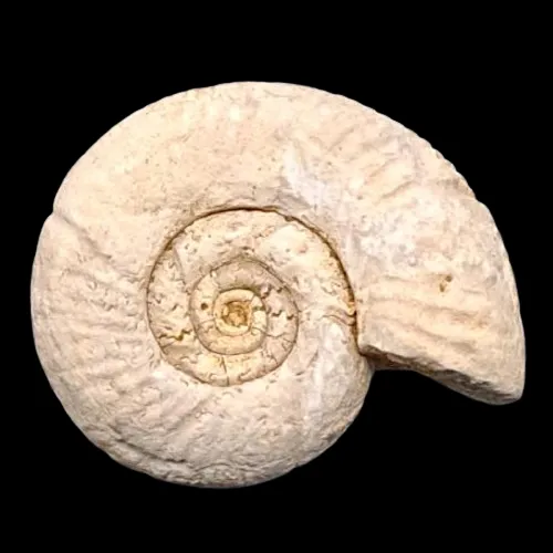Perisphinctes sp. - France