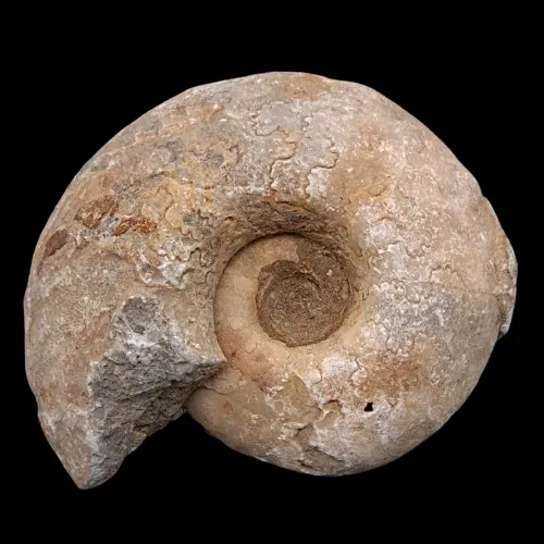Vascoceras tectiforme Display Piece - 1