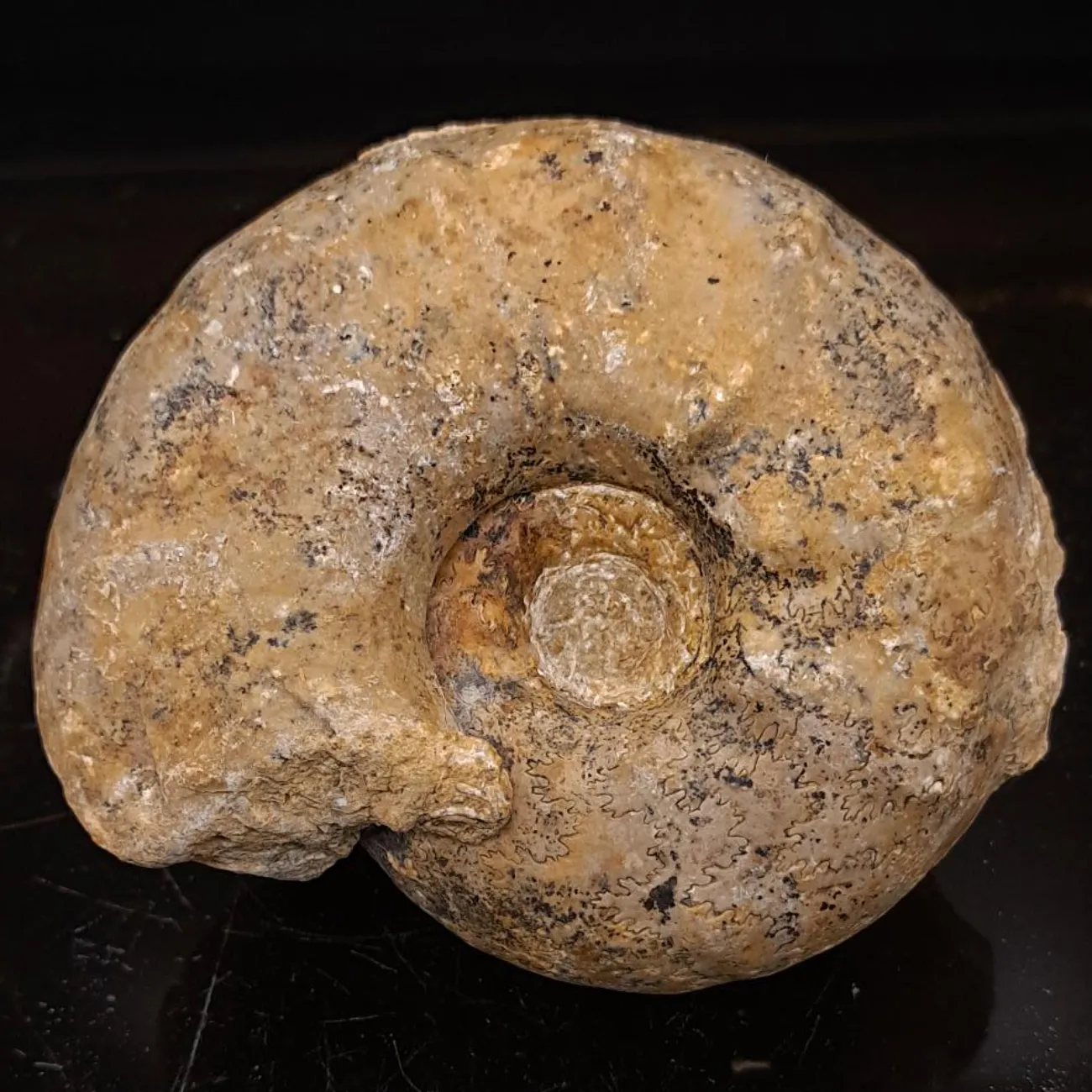 Vascoceras tectiforme Display Piece - 2