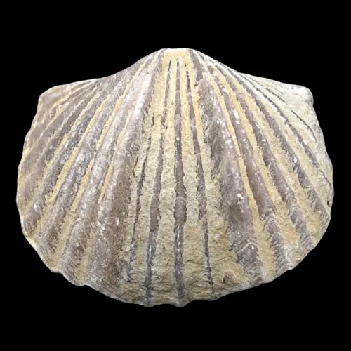 Platystrophia ponderosa