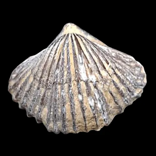 Stegerhynchus borealis