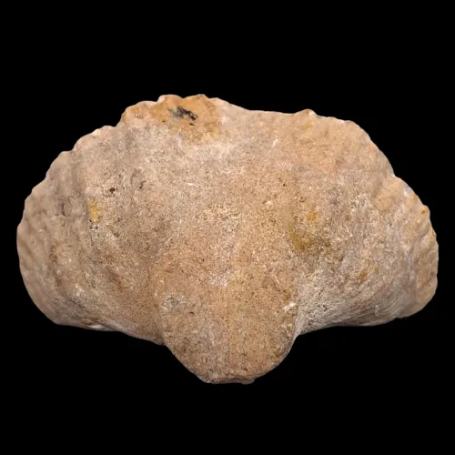 Trigonotreta hobartensis