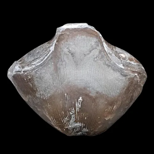 Striispirifer plicatellus