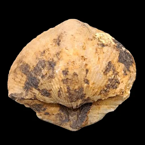Spinocyrtia granulosa
