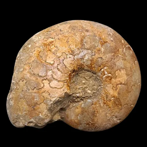 Vascoceras tectiforme Display Piece - 3