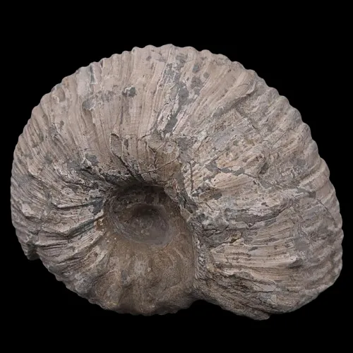 Liparoceras cheltiense Display Piece - 1