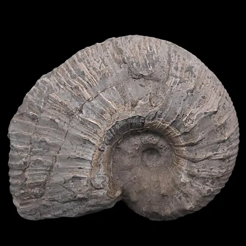 Liparoceras cheltiense Display Piece - 2