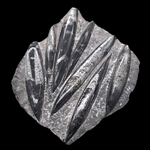 Orthoceras Slabs