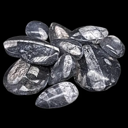 Orthoceras Buttons (Polished)
