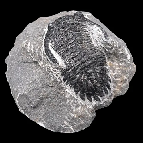 Hollardops mesocristata