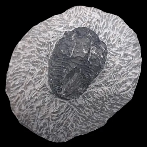 Proetus