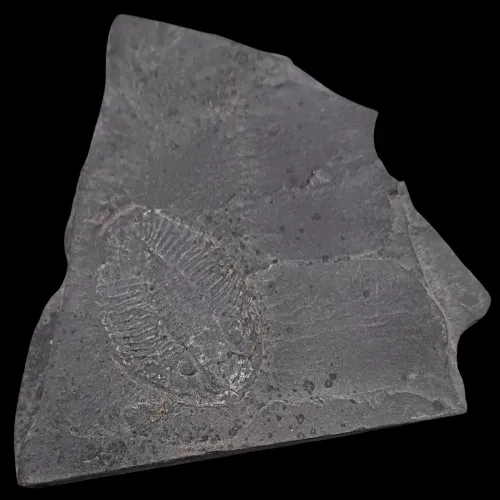 Pseudogygites latimarginatus Display Piece - 1