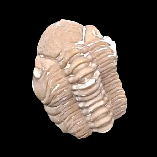 Kainops invius