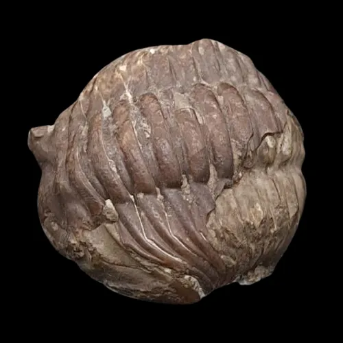 Asaphus expansus Display Piece - 2