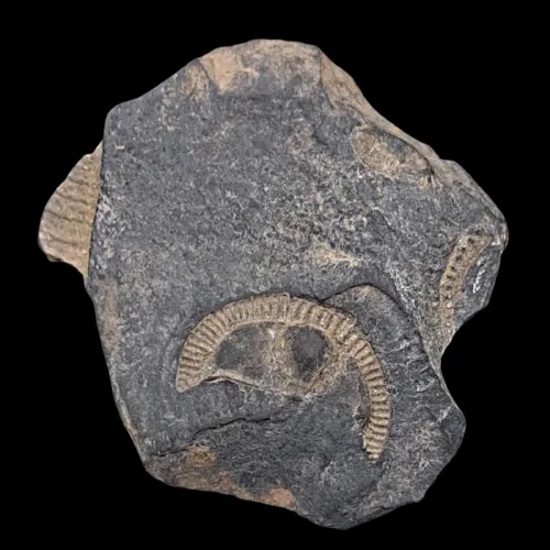 Trinucleus fimbriatus