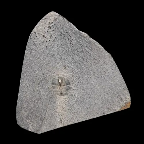 Bettonolithus chamberlaini