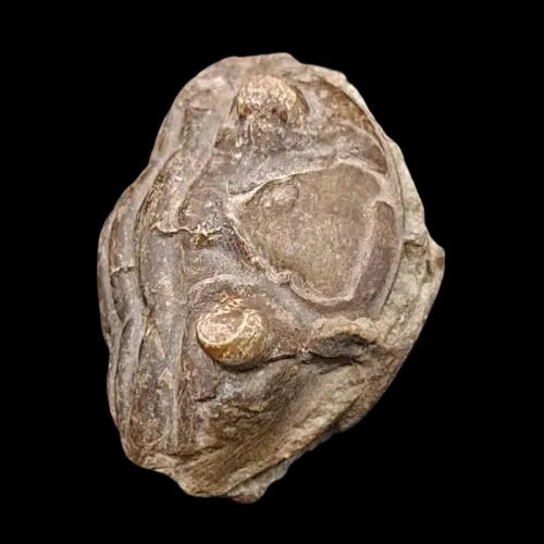Asaphus raniceps