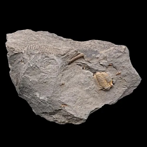 Proetus laevigatus