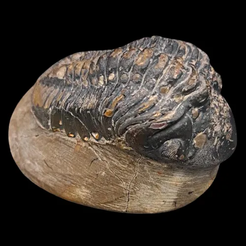 Reedops cephalote